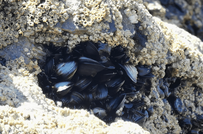 De zwarte rotsen (Praia de Monte Clerigo) | SaboresDePortugal.nl