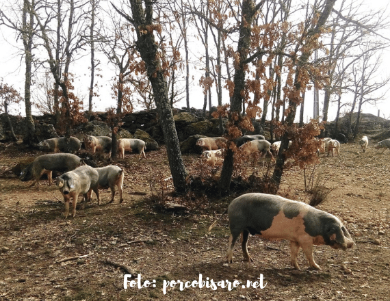 Porco Bisaro Het Portugese kastanjevarken